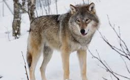 बहराइच में तीन भेड़िया पकड़े गए, शेष के लिए टीम कैंप कर रहीं, सीएम ने वनमंत्री को भेजा