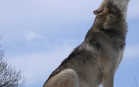 आदमखोर भेड़िए ड्रोन से दिखते तो हैं पर पकड़ में नहीं आ रहे