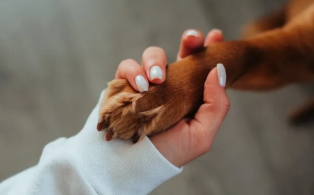 पशु अंतिम संस्कार स्थल के संचालन में इस संस्था ने दिखाई रुचि