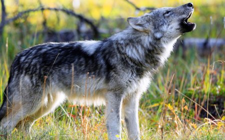 बहराइच में आदमखोर भेड़ियों के खिलाफ आपरेशन शूट एट साइट