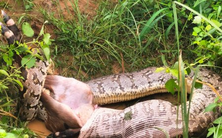 बाह के पारना में अजगर ने देखते देखते गाय को निवाला बना लिया