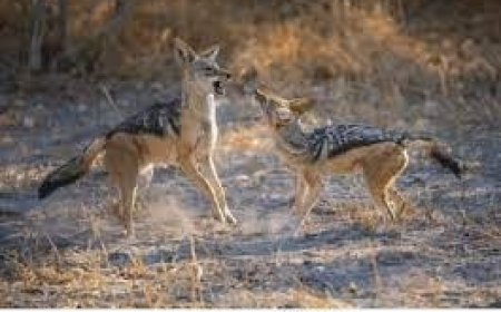 बरेली के दो गांवों में जंगली सियार हुए खूंखार, 21 लोगों को काटा