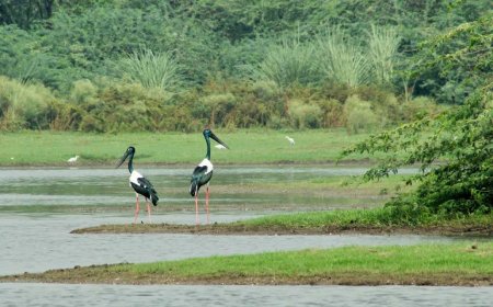 सूरसरोवर के ईको सेंसटिव जोन को लेकर विवाद गहराया, आंदोलन करेंगे पर्यावरण प्रेमी
