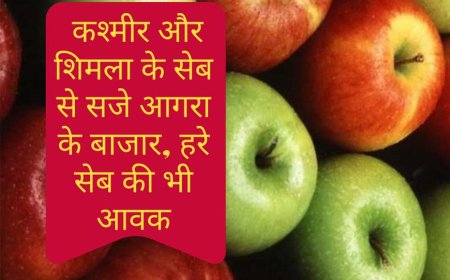 कश्मीर और शिमला के सेब से सजी आगरा मंडी, कई प्रदेशों से रॉयल वैराइटी की एंट्री, हरे रंग का सेब भी उपलब्ध, अफगानिस्तानी आवक से होगा सस्ता