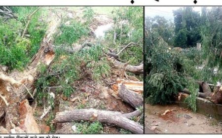 वृंदावन में 300 पेड़ रातों-रात मशीनों से काट डाले, एनजीटी स्तब्ध