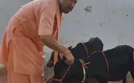 गोरखनाथ मंदिर गोशाला में दुर्लभ नस्ल की पुंगनूर गाय को योगी ने दिया दुलार