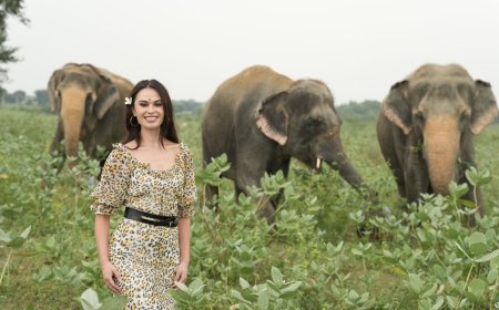हाथियों का कष्ट जानकर हैरान रह गईं मिस यूनिवर्स ग्रेट ब्रिटेन क्रिस्टीना चाक, मिस वेल्स मिल्ली एडम्स सहित विश्व की कई सुंदरियां भी थीं साथ