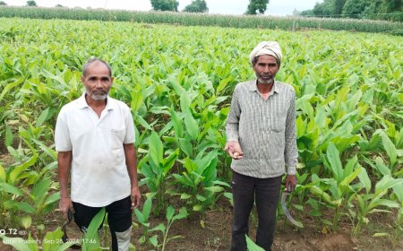 पिनाहट के किसान का नया प्रयोग, पांच बीघा में उगाई हल्दी