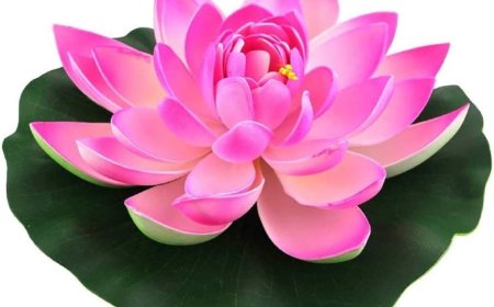 कश्मीर में पहली बार खिल सकता है कमल