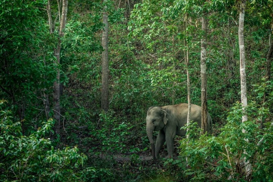 हाथियों को मार कर लोगों को खिलाएगी नामीबिया की सरकार