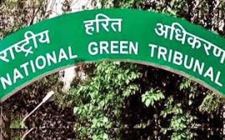 वृंदावन में पेड़ काटने के मामले में एनजीटी ने जांच कमेटी बनाई