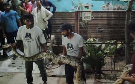 वाइल्डलाइफ एसओएस ने स्लैब के नीचे से निकाला लंबा अजगर