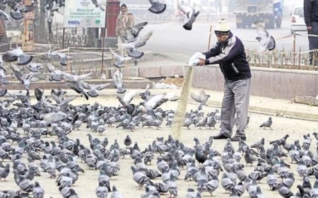बीमारियों की जड़ हैं कबूतर, तौबा करो इस प्रदूषण से