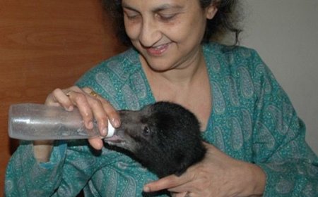 बहुमूल्य वन्य जीवन बचा रही वाइल्डलाइफ एसओएस की यात्रा के 30 साल पूरे