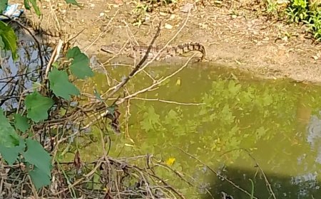 तालाब में ठिकाना बना चुके मगरमच्छ ने गांव के लोगों की नींद उड़ाई