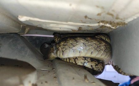 आगरा में सांपों ने हैरान कर दिया है, दो अलग—अलग मामले, एक जगह घर में तो दूसरी जगह शोरूम में घुस कार में सवार हुए सांप