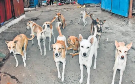 कुत्ते इंसान के सबसे भरोसेमंद साथी मगर आगरा में कुत्तों पर काबू और 'कुत्ता टैक्स' की उठी मांग, किसने और क्यों उठाई ? पढें