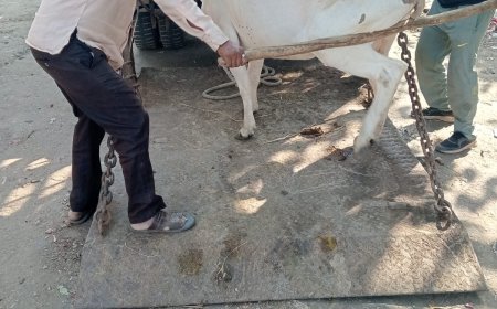 दीपावली से पहले शहर को आवारा पशुओं से मुक्त कराने को 21 से अभियान