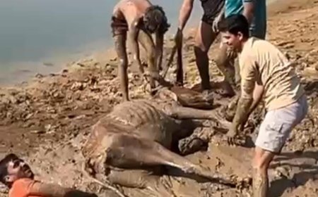 Video News : पानी के लिए चंबल किनारे पहुंची गाय दलदल में फंस गई, वीडियो में देखें ​कैसे दो घंटे चला रेस्क्यू आपरेशन