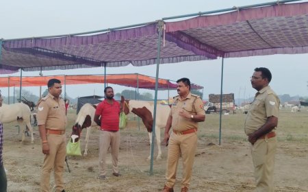 बटेश्वर में घोड़ा बाजार की रौनक देखते बनेगी, कल से शुरू हो रहा पशु मेला 