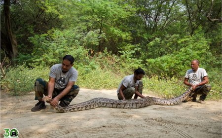 कुएं में गिरे 55 किलो वजनी  अजगर को वाइल्डलाइफ एसओएस ने बचा लिया