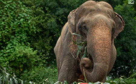 भोला हाथी के 14 साल के अटूट जज़्बे की कहानी प्रेरित करती है