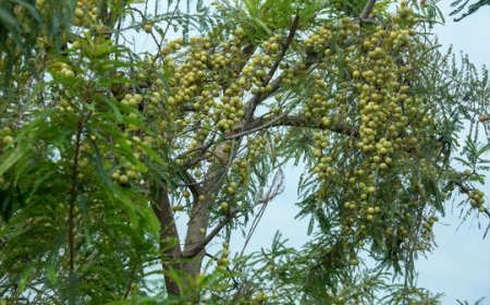 आज है अक्षय आंवला नवमी, आंवला वृक्ष की पूजा और दान महापाप से भी छुटकारा दिलाता है