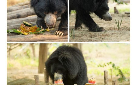 भालू संरक्षण केंद्रः मौली, आर्थर और रॉन ने पांच साल की आजादी का जश्न केक खाकर मनाया