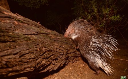 खुले गड्ढे में गिरे साही को वाइल्डलाइफ एसओएस ने सुरक्षित निकाला