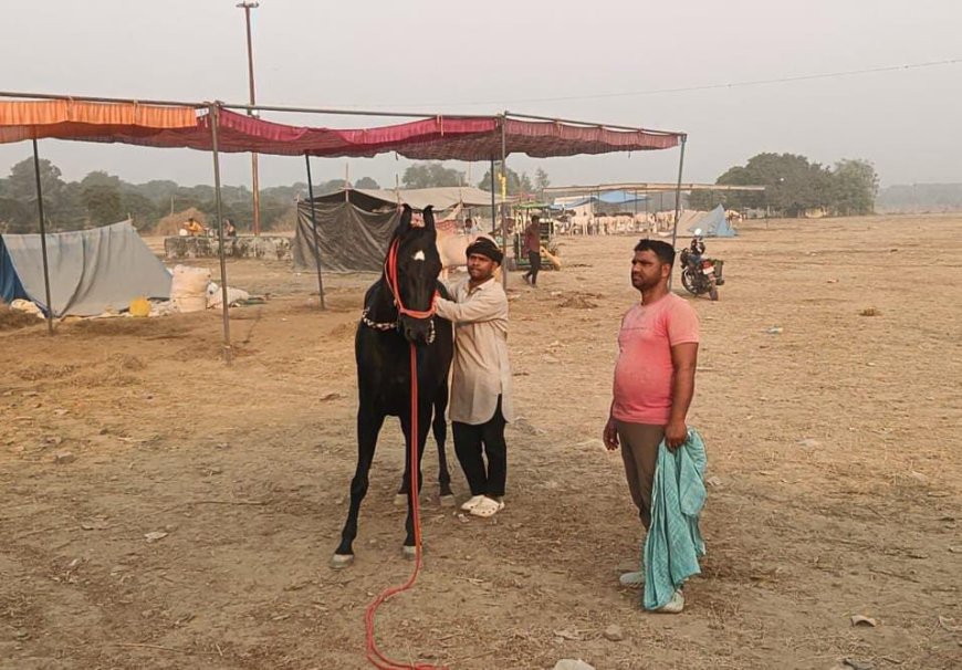 हफ्ते भर में सिमट गया बटेश्वर का पशु मेला 