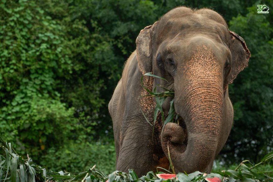 भोला हाथी के 14 साल के अटूट जज़्बे की कहानी प्रेरित करती है