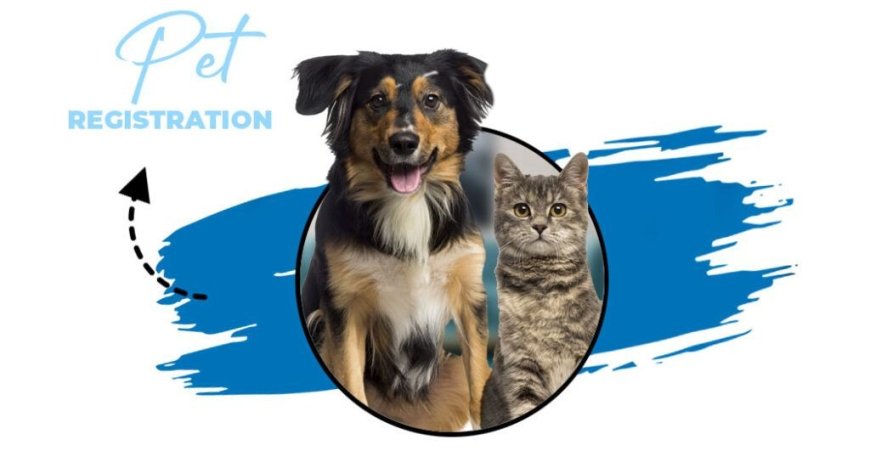 कुत्ते और बिल्लियों के रजिस्ट्रेशन का अभियान शुरू कर रहा नगर निगम 