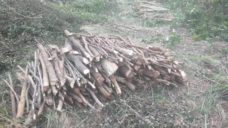 हरे पेड़ों पर बेखौफ चल रही आरी, बटेश्वर का यमुना क्षेत्र वृक्ष विहीन हो जाएगा