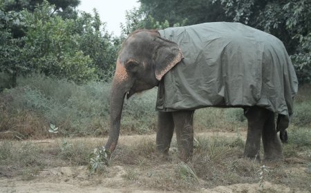 भालुओं और हाथियों को सर्द हवाओं से बचाने के लिए वाइल्डलाइफ एसओएस ने किए गए विशेष इंतजाम