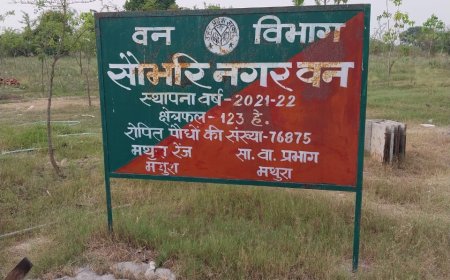 वृंदावन में उम्मीद की एक किरणः यमुना किनारे आकार लेने लगा एशिया का सबसे बड़ा सिटी फॉरेस्ट