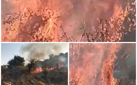 चंबल के बीहड़ में लगी आग, खतरे में आए वन्य जीव