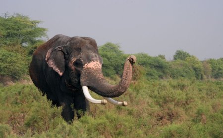 राजेश हाथी ने पूरे किए आजादी के 14 साल   