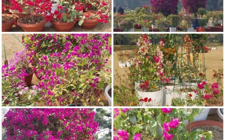 आगरा में लगी  बोगनविलिया की प्रदर्शनी, सभी को लुभा रही