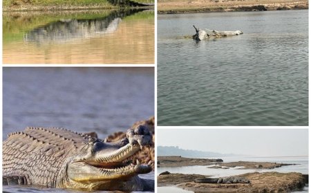 चंबल सेंचुरी में शुरू हुई जलीय जीवों की गणना   