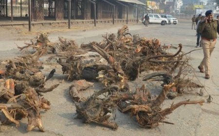 मालगोदाम प्रकरणः सीईसी ने पूछा- रिपोर्ट में फॊरेस्ट एक्ट की धाराएं क्यों नहीं लगीं