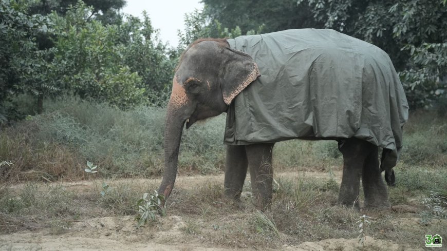 भालुओं और हाथियों को सर्द हवाओं से बचाने के लिए वाइल्डलाइफ एसओएस ने किए गए विशेष इंतजाम