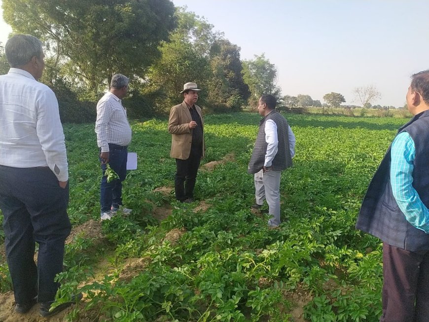 बीज के आलू की फसल में ब्रिप्स का प्रकोप   