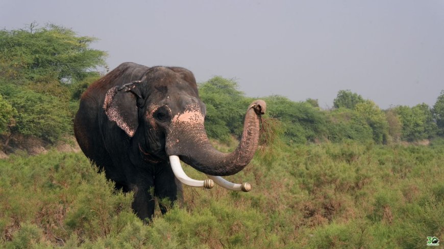 राजेश हाथी ने पूरे किए आजादी के 14 साल   