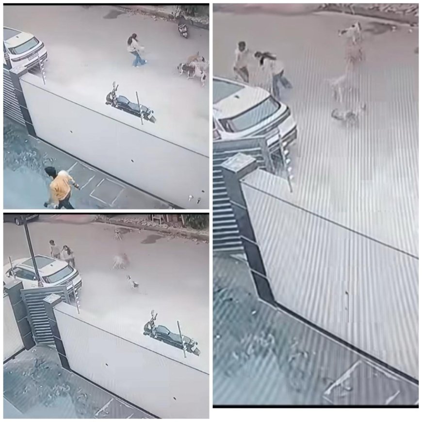 छत पर बंदर, सड़क पर कुत्ते, लोग जाएं तो कहां जाएं?   