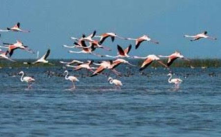 सूर सरोवर पक्षी विहार में ईको सेसिटिव जोन शून्य कर दिया गया   