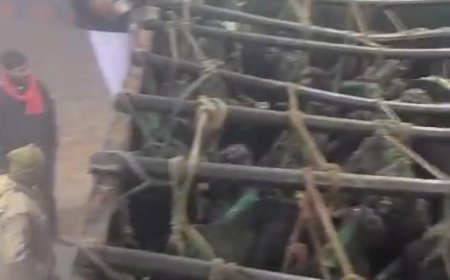 कैंटर में 66 पशु ठूंस-ठूंस कर भर रखे थे, पुलिस ने मुक्त कराए