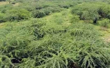 खाली भूमि नहीं है पर हर वर्ष करोड़ों पौधे लगाए जा रहे हैं   