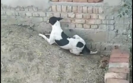 भौंकने पर रिटायर्ड फौजी ने स्ट्रीट डॊग को गोली मार दी