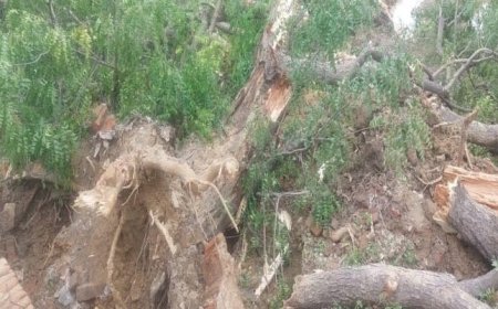 पेड़ काटने में माथुर फॊर्म ने 17 लाख जुर्माना भरा, डालमिया मामले में 15 शामिल, एक ने ही जवाब दिया