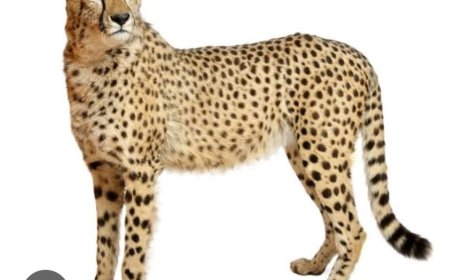 अब कीनिया से लाए जा रहे 20 चीते, एमपी के गांधी सागर अभ्यारण्य में रखे जाएंगे